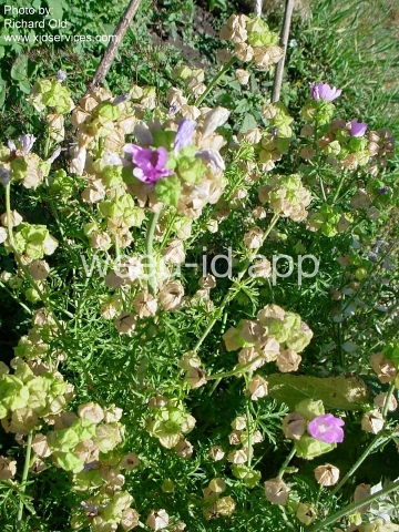 mallow, musk